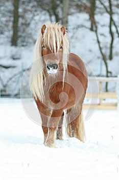 Beautiful chestnut pony with long mane in winter