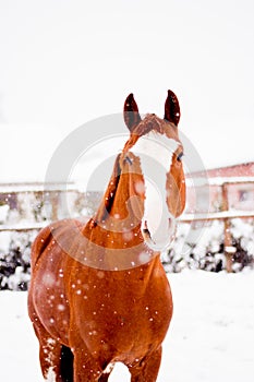 Beautiful chestnut red horse portrait in winter