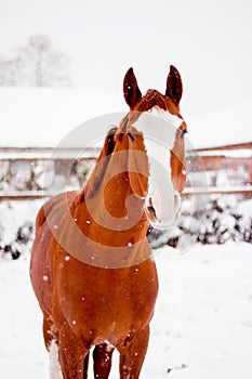 Beautiful chestnut red horse portrait in winter