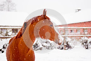 Beautiful chestnut red horse portrait in winter