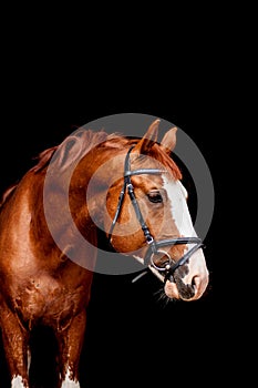 Beautiful chestnut sport horse portrait on black