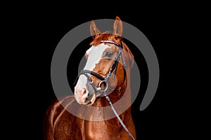 Beautiful chestnut sport horse portrait on black