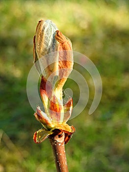 Chestnut  tree branch in spring, Lithuania
