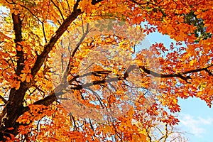 Beautiful,chestnut tree branches