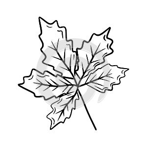 Beautiful chestnut, walnut, grape autumn leaf drawing isolated on white bavkground. Hand drawn vector sketch illustration in