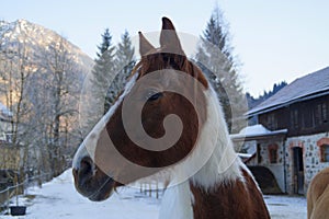 a beautiful chestnut and white horse on a cold winter day in Bad Hindelang in Allgau (Bavaria in Germany)