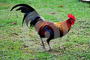 Beautiful chicken or bantam in garden