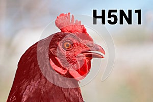 Beautiful chicken, close-up, sign H5N1 concept of poultry. The threat of avian influenza and illness among poultry. photo