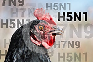 Beautiful chicken, close-up, sign H5N1 concept of poultry. The threat of avian influenza and illness among poultry. photo