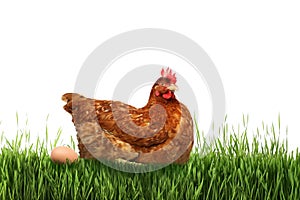 Beautiful chicken and egg on green grass against background