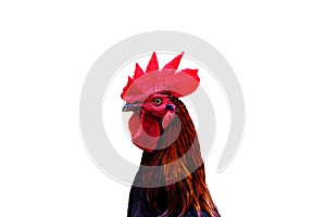 Beautiful chicken head isolated on white