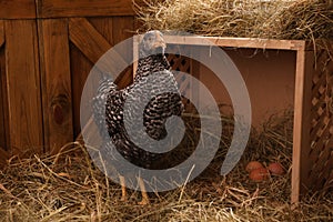 Beautiful chicken near nesting box with eggs in henhouse