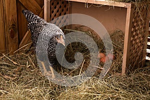 Beautiful chicken near nesting box with eggs in henhouse