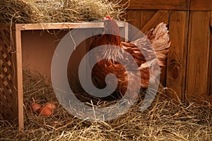 Beautiful chicken near nesting box with eggs in henhouse