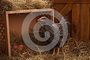 Beautiful chicken near nesting box with eggs in henhouse