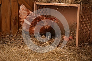 Beautiful chicken near nesting box with eggs in henhouse