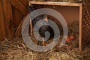 Beautiful chicken near nesting box with eggs in henhouse