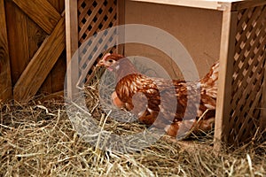Beautiful chicken in nesting box with eggs inside of henhouse