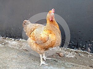 Beautiful chicken with red feathers. photo