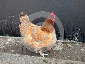 Beautiful chicken with a red head. photo