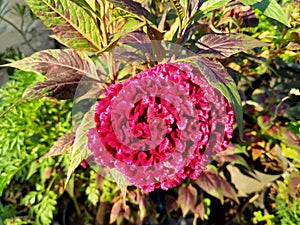 beautiful chicken ruffle flower in the garden near the house