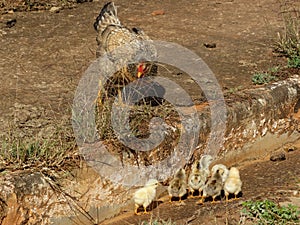 Beautiful chicken in a rural area, in Esmeraldas. photo
