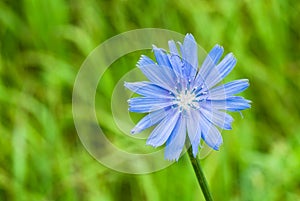 Beautiful chicory flower