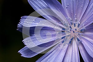 Beautiful chicory flower with drops of summer rain.