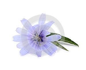 Beautiful chicory flower with green leaves on white background