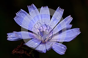 Beautiful chicory flower is growing on a green meadow. After summer rain.