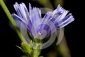 Beautiful chicory flower is growing ona green meadow.