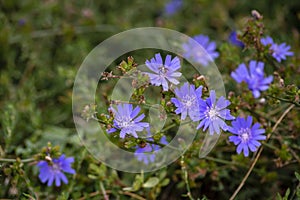 Beautiful chicory flower on an unfocused field background. High quality photo. Selective focus. worm