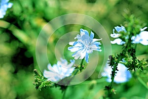 Beautiful chicory flowers on a summer lawn. Green color toned