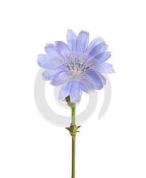 Beautiful chicory plant with light blue flower isolated on white