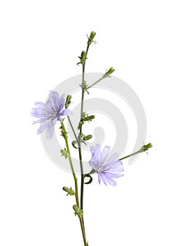 Beautiful chicory plant with light blue flowers isolated on white