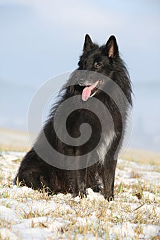 Beautiful Chien de Berger Belge in winter photo