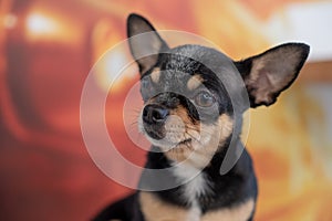 Beautiful chihuahua dog. Animal portrait. Stylish photo. Chihuahua indoors