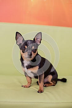 Beautiful chihuahua dog. Animal portrait. Stylish photo. Chihuahua indoors