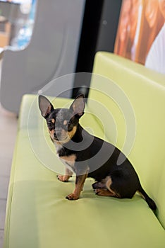 Beautiful chihuahua dog. Animal portrait. Stylish photo. Chihuahua indoors