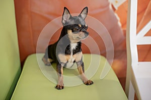 Beautiful chihuahua dog. Animal portrait. Stylish photo. Chihuahua indoors. Dog black with brown and white spots