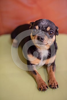 Beautiful chihuahua dog. Animal portrait. Stylish photo. Chihuahua indoors. Dog black with brown and white spots