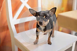 Beautiful chihuahua dog. Animal portrait. Stylish photo. Chihuahua indoors. Dog black with brown and white spots