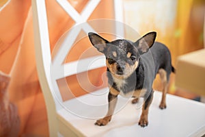 Beautiful chihuahua dog. Animal portrait. Stylish photo. Chihuahua indoors. Dog black with brown and white spots