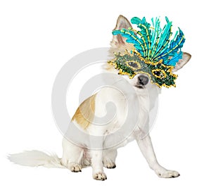 Beautiful chihuahua dog with bright carnival mask