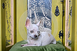 A beautiful Chihuahua dog lies on a green pillow among vintage mirrors and looks away.