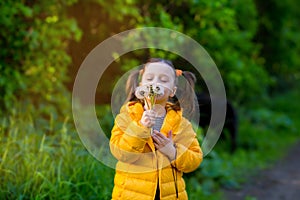 Beautiful child girl with ponytails in a yellow jacket holds white fluffy dandelions and smiles