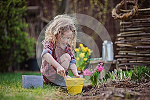 Beautiful child girl in spring garden plays and planting hyacinth flowers
