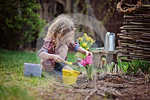 Beautiful child girl in spring garden plays and planting hyacinth flowers