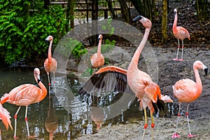 Beautiful chilean flamingo spreading its wings, bird family of chilean flamingos, tropical birds from America