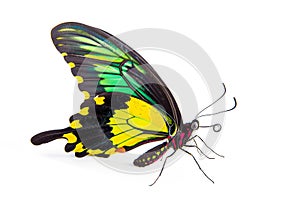 Beautiful Chimaera Birdwing butterfly isolated on a white background with clipping path